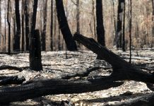 How to Survive a Bushfire When Out&About Bushfires in Australia