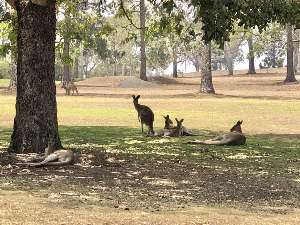 Kangaroos basking in the sun