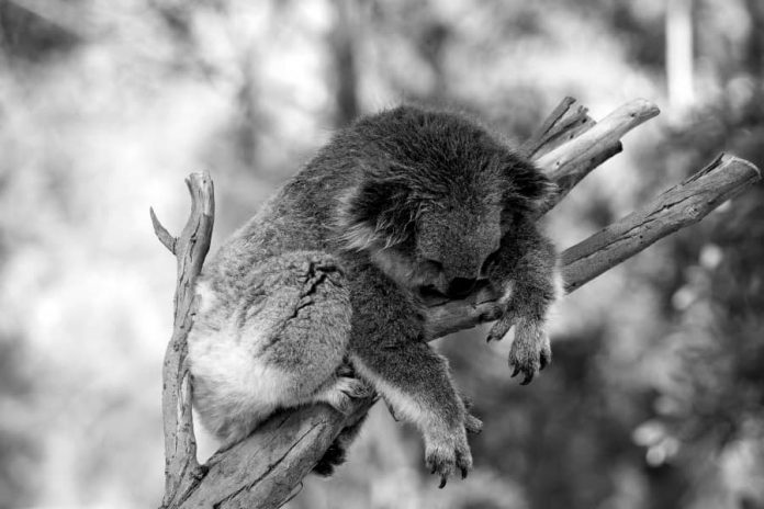 Camping Tip Koala